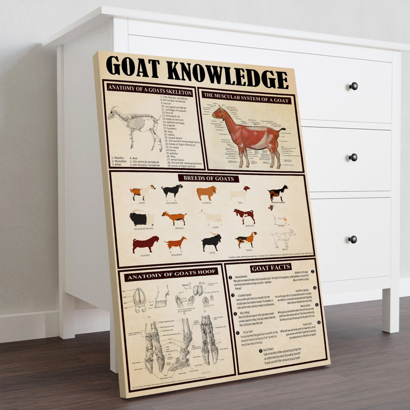 Toile tendue sur toile Goat, H 36 po x l 24 po x P 2 po