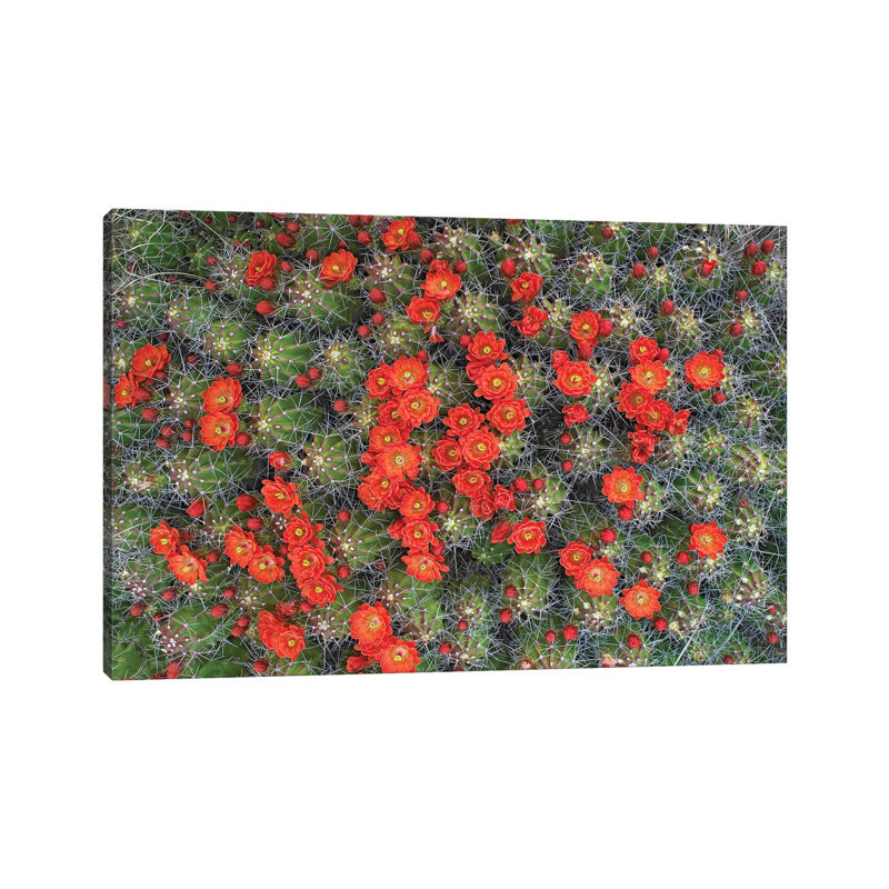 Claret Cup Cactus Detail Of Flowers In Bloom, North America I by Tim Fitzharris - No Frame Gallery-Wrapped Canvas Giclée on Canvas