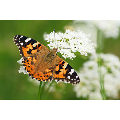 «Painted Lady Butterfly» par Selcukkoc - photographie sur toile tendue
