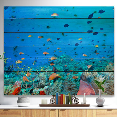 « colonie of maldives anemone fish », impression