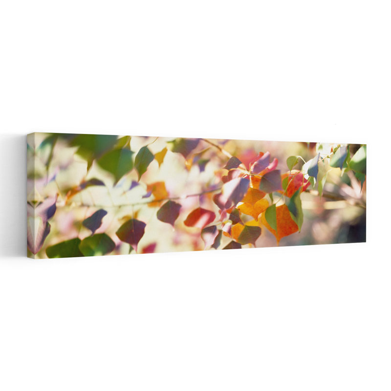Art chinois abstrait, feuilles de suif chinois, H 20 po x l 60 po