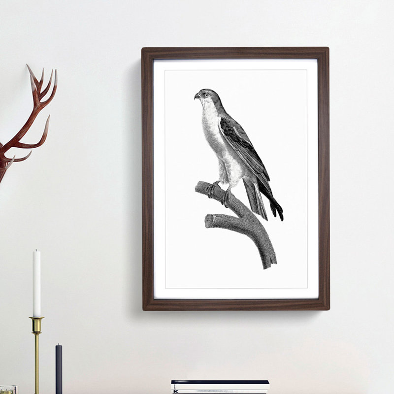 Black-Winged Kite Bird - Picture Frame Art Print, 36cm H x 27cm W x 2cm D, Walnut Framed