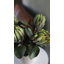 Green King Protea 23.5"-386055598