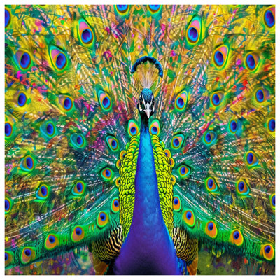 Vibrant Peacock Feathers Canvas Gallery Wrap in Many Sizes