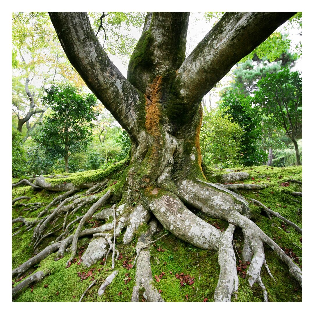 Strukturierte Fototapete Old Tree 1,92 m x 192 cm