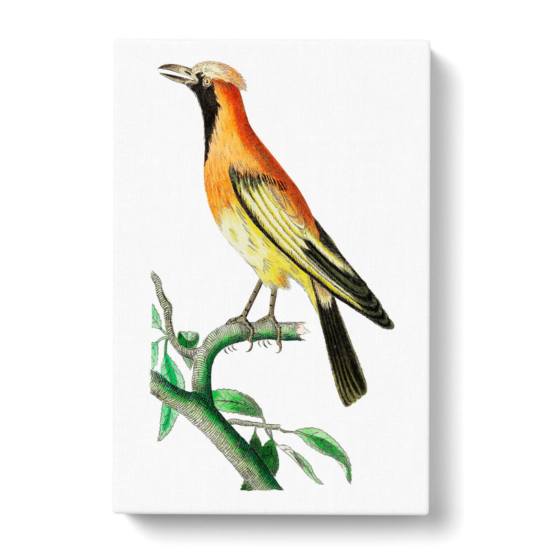 Orange Paradise Bird by George Shaw - Wrapped Canvas, 50cm H x 35cm W x 3cm D