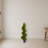 Grass Spiral Topiary