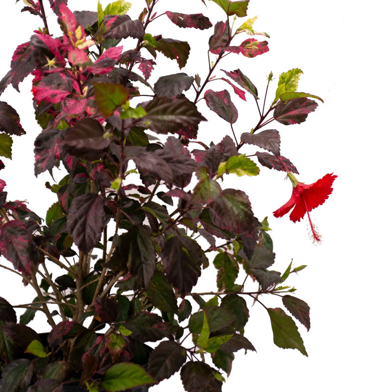 Red Hot Hibiscus in 10-Inch Black Pot