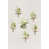 Blanc, lis et olive
