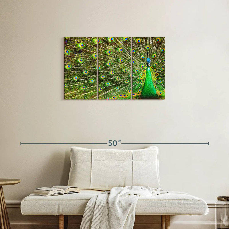 Brampt exhibant des plumes de paon, H 20 po x l 33 po