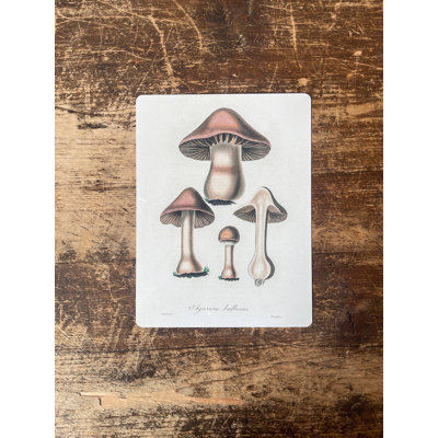 Brown Death Cap Mushroom Metal Wall Décor