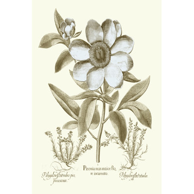 Spa Peonies I by Basilius Besler - Graphic Art Print