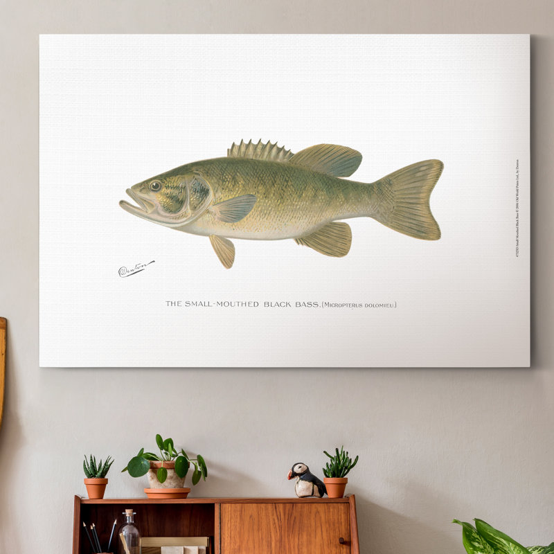 « Small-Mouthdown Black Bass »-impression sur toile tendue, H 36 po x l 24 po x P 1 po