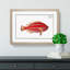 Red Parrot-fish by M.E. Bloch - Picture Frame Painting Print-55597847-55597848