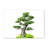 Bonsai Tree - Wrapped Canvas Print