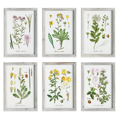 Andel Perennial Botanical Study - Ensemble de 6 peintures encadrées