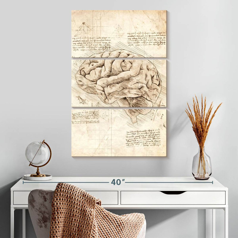 Cerveau humain, H 32 po x l 20 po