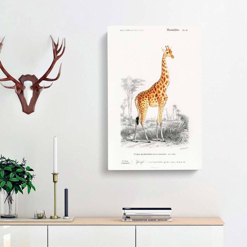 Giraffe by Charles D Orbigny - Wrapped Canvas, 60cm H x 40cm W x 3cm D