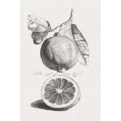 Antique Lemons & Oranges IV - Drawing