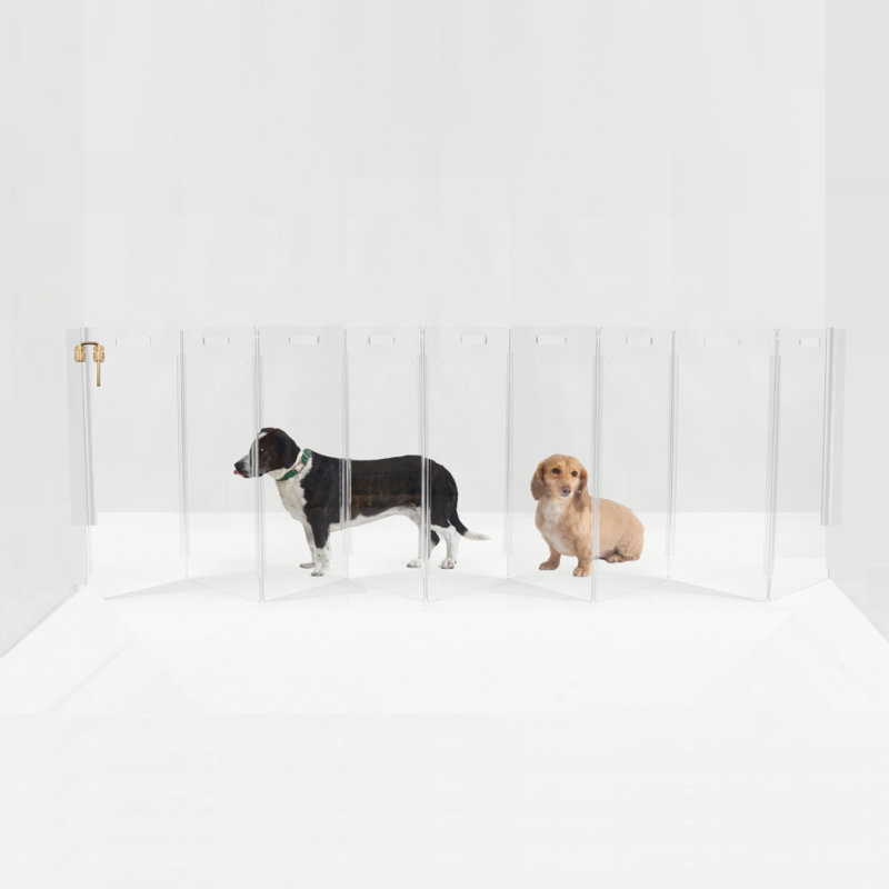 Clear Zig Zag Pet Gate Wall Mounted Pet Gate with Gold Latch, Gold, 10 Panel