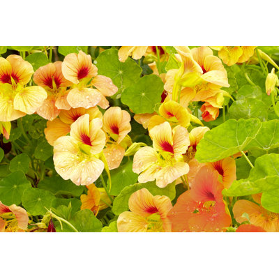 Dantley Nasturtium - Photographie sur toile tendue