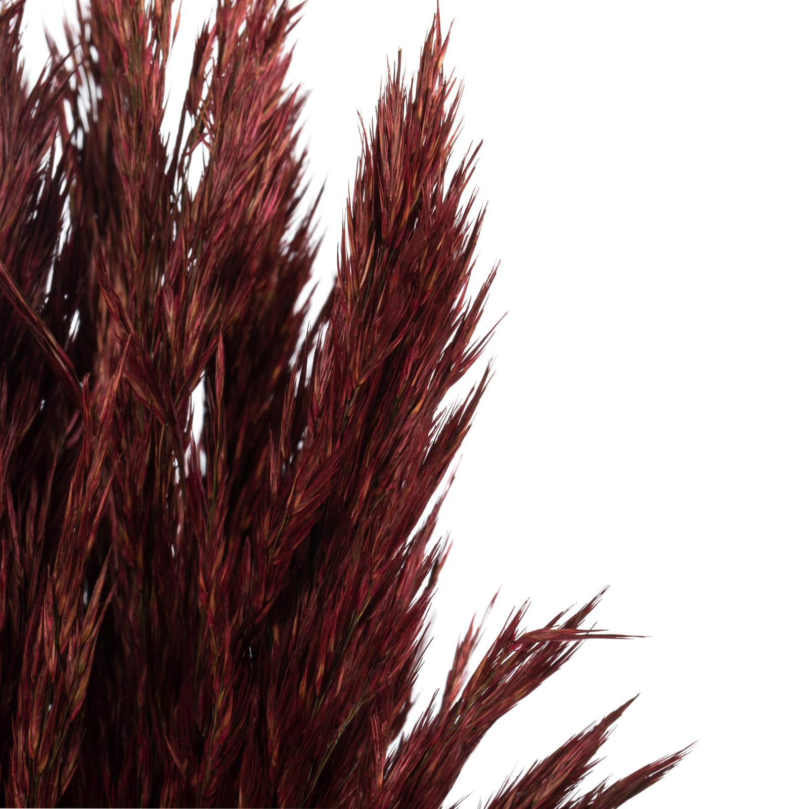 Zellmer 36'' H Preserved Plume Reed Bundle, Merlot