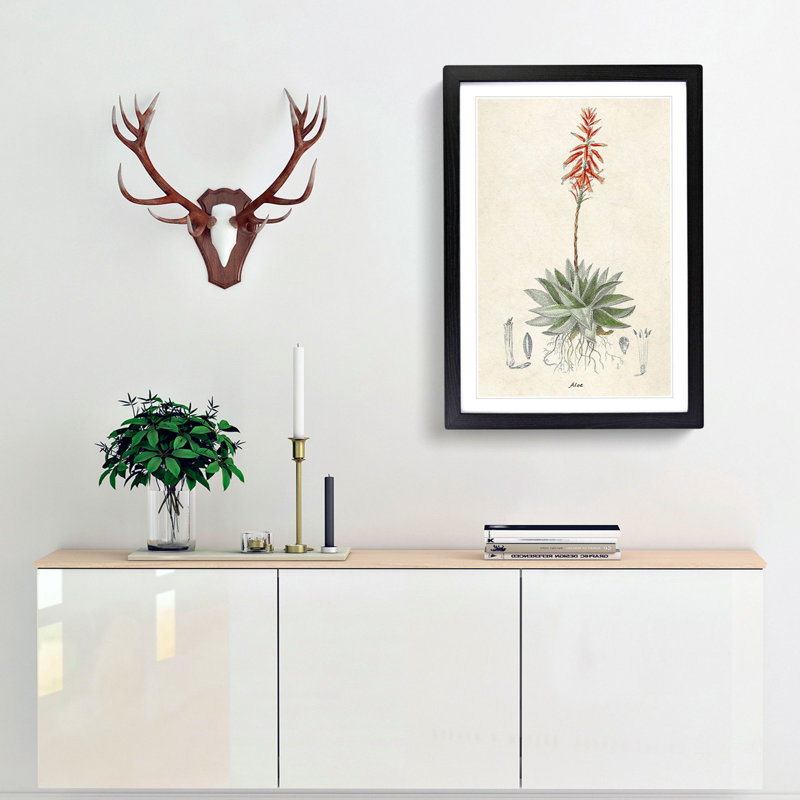 Illustration of an Aloe Vera Plant - Picture Frame Graphic Art Print, Black Framed, 48cm H x 36cm W x 2cm D