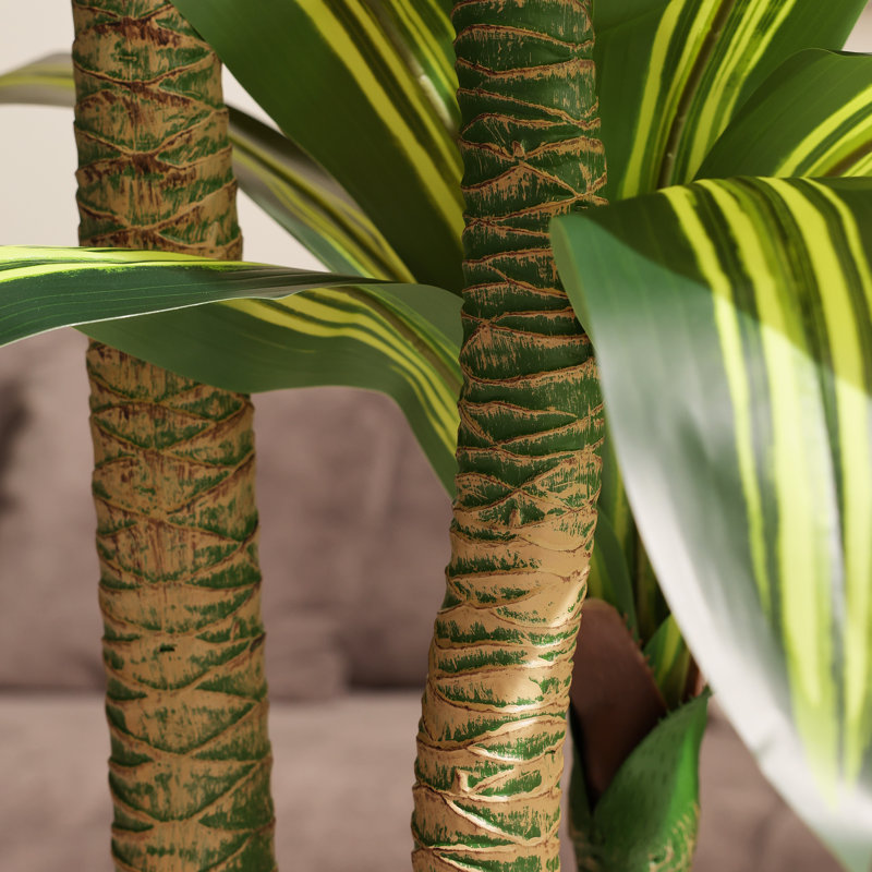 Arbre Dracaena de 6 pi Adcock, H 72 po x l 26 po