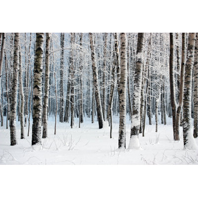 Fulda Winter Wood - Wrapped Canvas Print