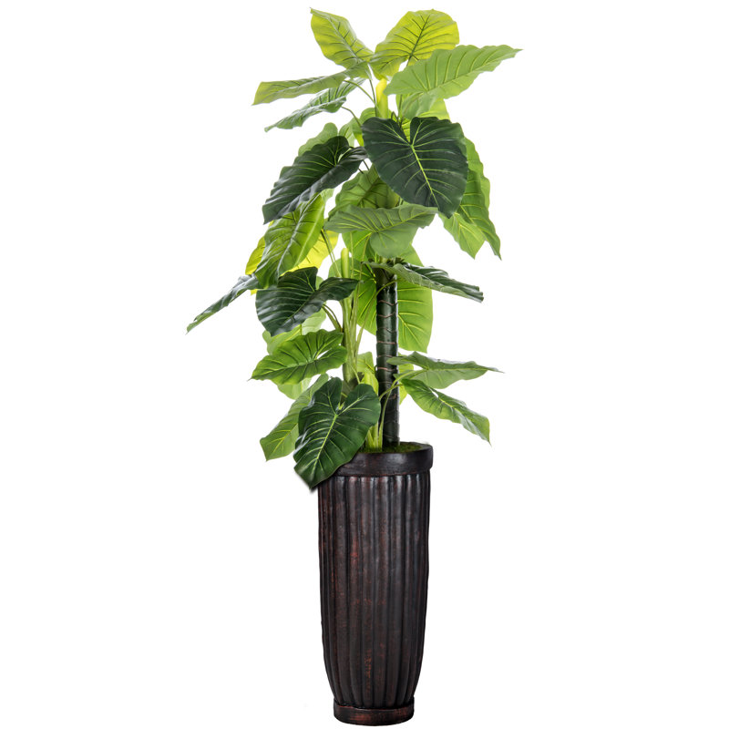 Arbre d'oreille intérieur / extérieur Panama