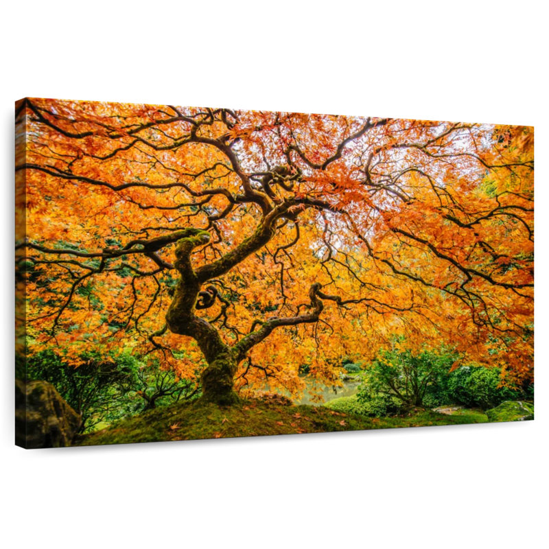Harnek Oregon Japanese Maple, 32" H x 48" W