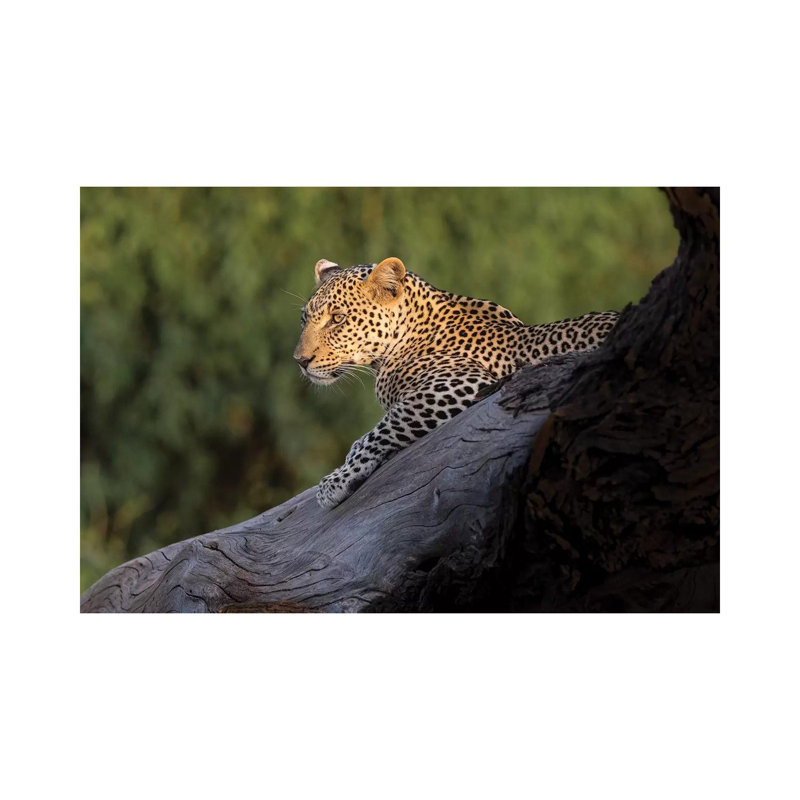 Africa, Kenya. Leopard Resting On Dead Tree. by Jaynes Gallery - Wrapped Canvas Print, 45.72cm H x 66.04cm W x 1.91cm D