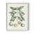 Buchoz Tropicals VII Framed Print - Solid Wood-1860429122-1860429123