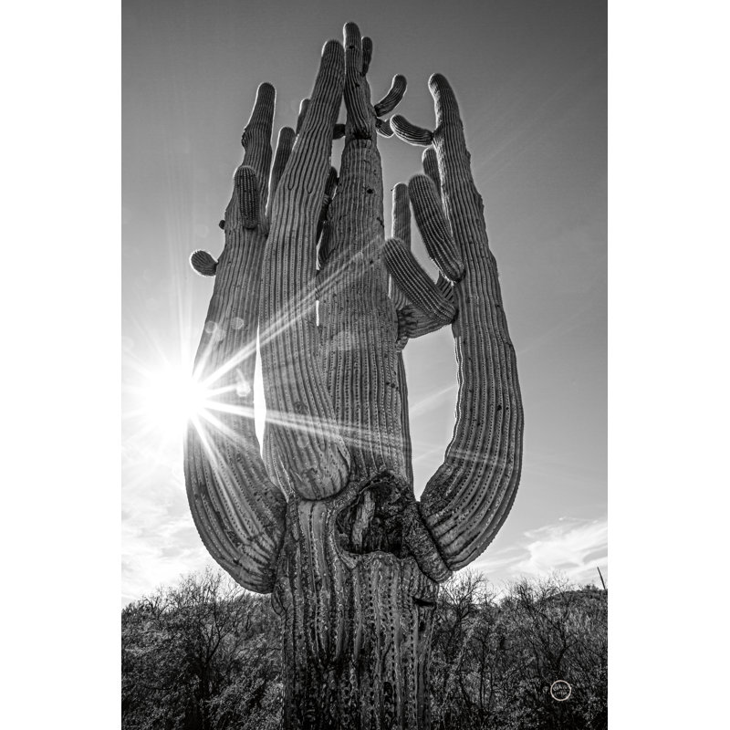 Sunset Saguaro by Nathan Larson - Wrapped Canvas Print, 46cm H x 30cm W