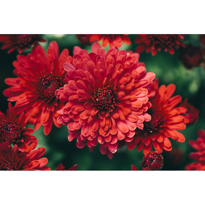 Beautiful Red Chrysanthemums 1 Piece Wrapped Canvas Wall Art, 20.32cm H x 30.48cm W