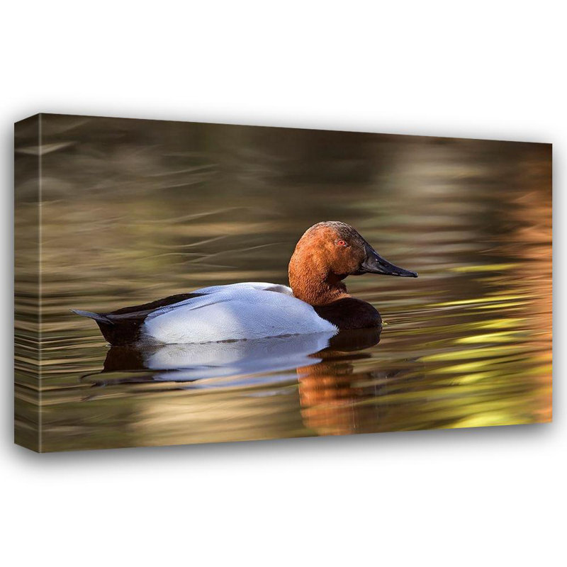 Hokku Designs Jones, Adam Gallery Wrapped Canvas Art Titled: Canvasback duck, 33" H x 48" W