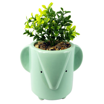 Annistin 20cm Plant