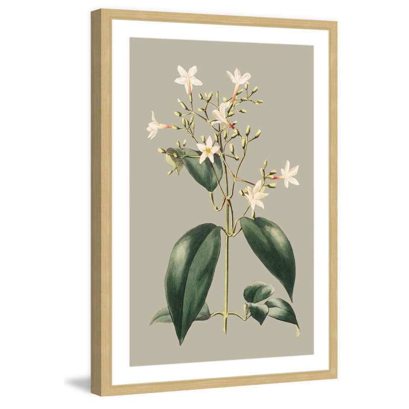«Botanical Cabinet I», reproduction encadrée, H 18 po x l 12 po x P 1,5 po