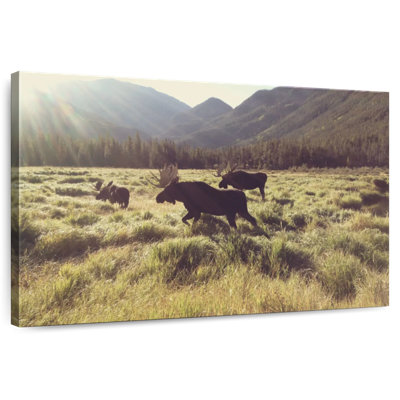 Brampt Three Bull Moose