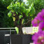 Moneak Planter Box-2032306925-2033258003