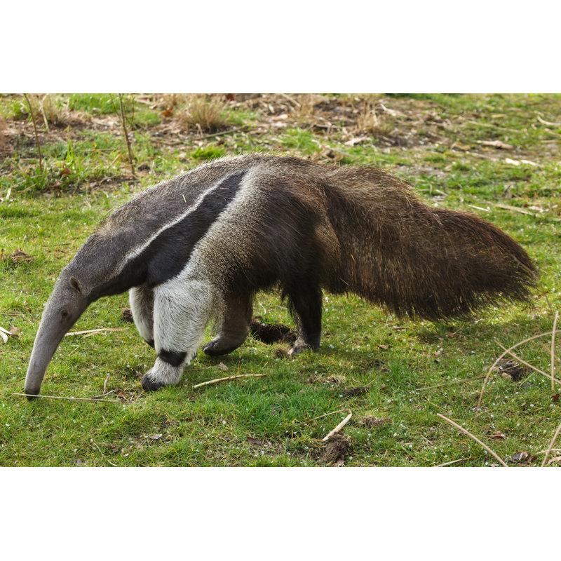 Giant Anteater by Wrangel - Wrapped Canvas Print, 81cm H x 122cm W