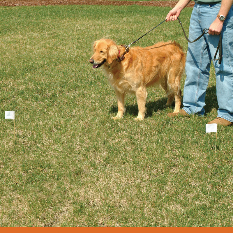Enclos pour chien électrique enterré