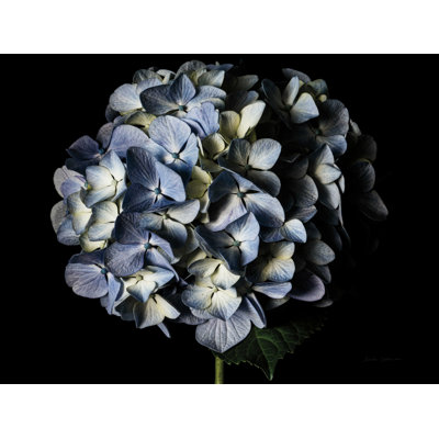 " Pale Blue Hydrangea "