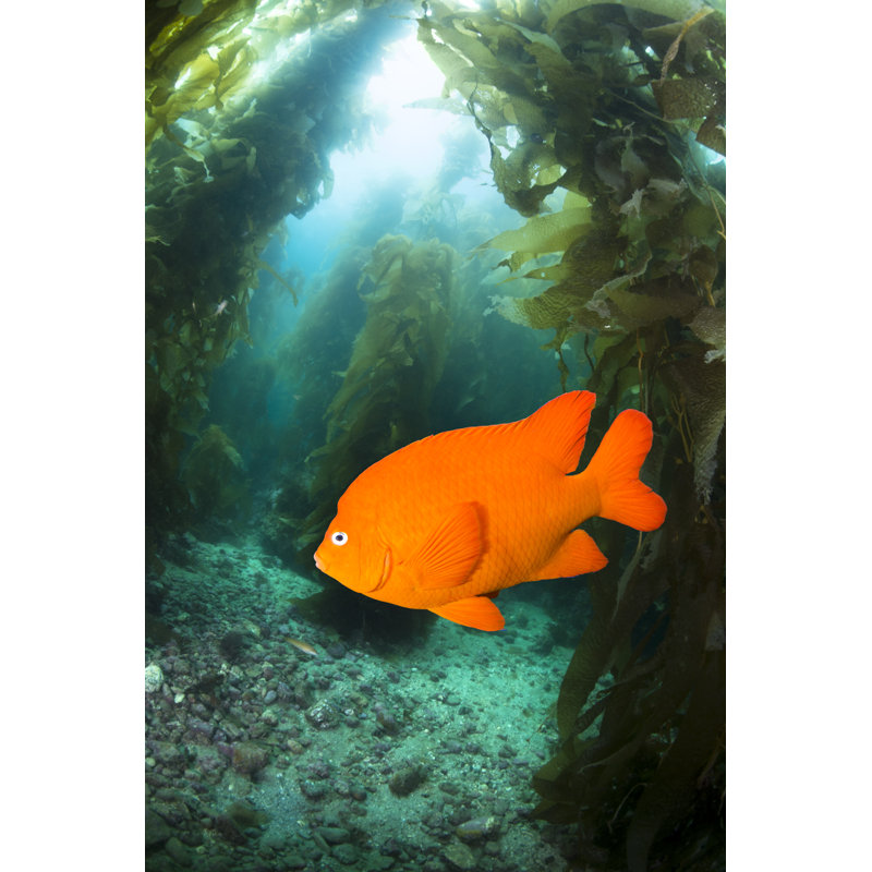 Garibaldi Swimming Through Kelp by Joebelanger - Wrapped Canvas Print, 91cm H x 61cm W x 3.8cm D