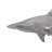 Whaler Shark Wall Décor