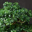 Plante de bonsaï 13,78 po