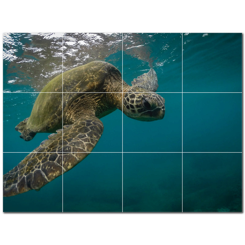 Tortue photo 4,25 x 4,25