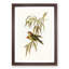 Musky Lorikeets by Elizabeth Gould - Picture Frame Painting Print-55581002-55581001