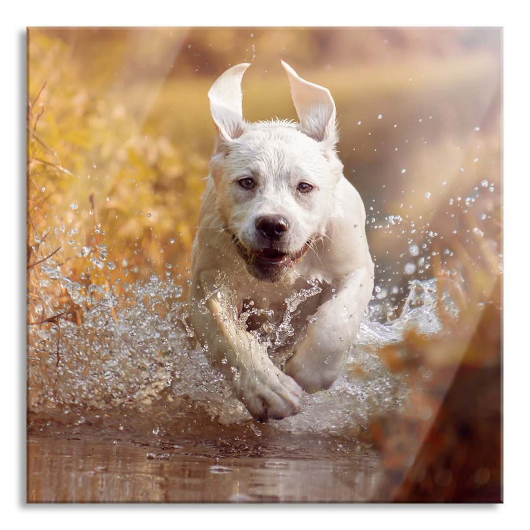 Glasbild Labrador-Welpe im Wasser