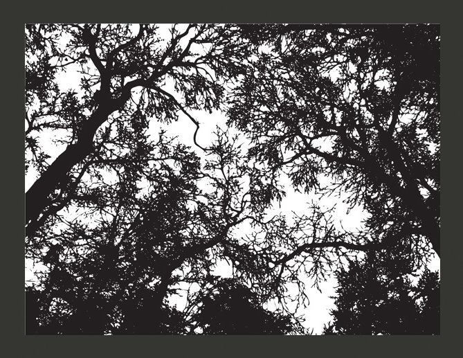Bleak Forest 3.09m x 400cm Wallpaper, 193 cm x 250 cm